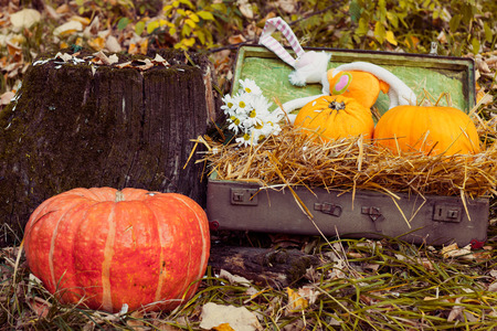 Autumn still life with pumpkins, flowers, retro suitcase, lie in the nature near a large tree stump.の写真素材