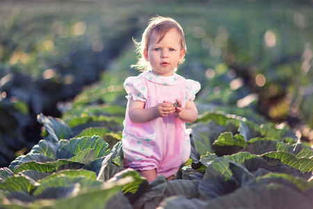 A little girl in a pink overall is standing in the middle of a cabbage field.の写真素材