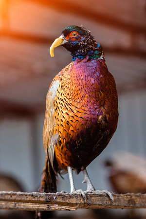 Colorful beautiful Pheasant bird sitting on wooden stick on a farm.の写真素材