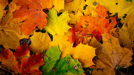 Background of colorful autumn leaves. Copy space.の写真素材