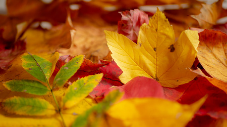 Background of colorful autumn leaves. Copy space.の写真素材