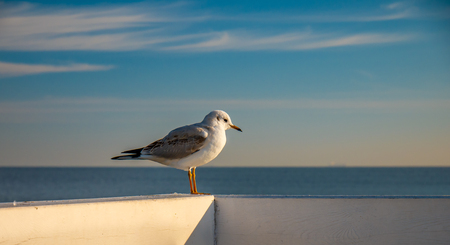 Closeup of a seagull standing on a wooden fence in Sopot, Poland.の写真素材