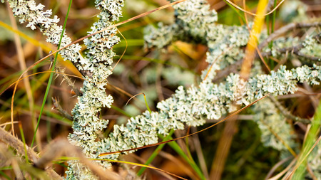 Lichen on a branch.
