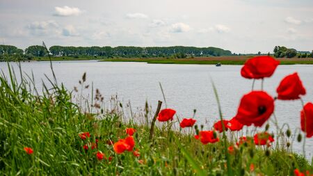 Wild Vistula river, Poland.の写真素材