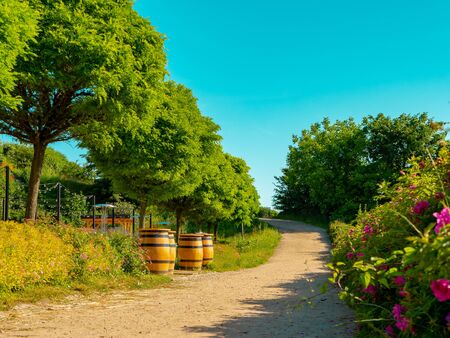 Path leading on the Gradowa Mountain on a beautiful morning.の写真素材