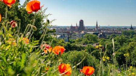 Cityscape of Gdansk with St. Mary's Basilica with red poppies. Morning time.