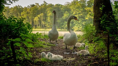 A beautiful white swans with cubs on the shore of the lake.の写真素材