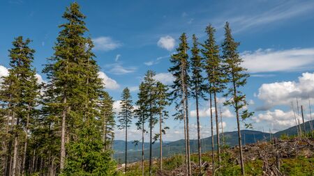 View of trees and tree trunks with cloudy sky in Giant Mountains / Karkonosze. Poland.