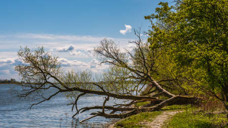 Tree on the banks of the Vistula River on Sobieszewo Island, Gdansk, Poland.