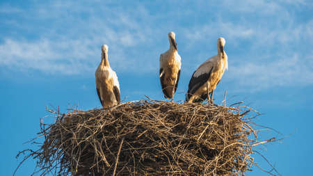 View of stork standing in the nest.の写真素材