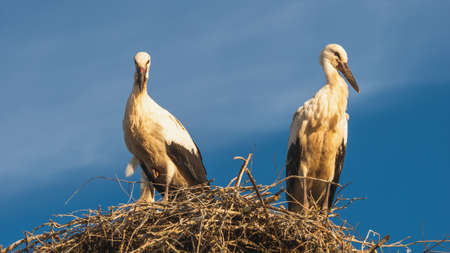 View of stork standing in the nest.の写真素材