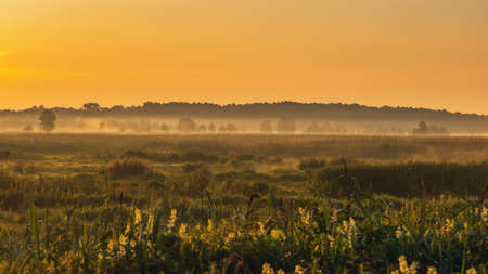 Narew National Park in Poland at sunrise. Stunning landscape with amazing mist over the Narew river. Narwianski National Parkの写真素材