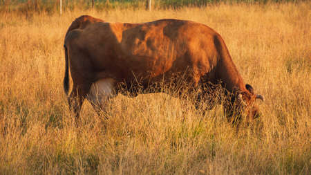 Brown cow in a meadow eats grass.の写真素材