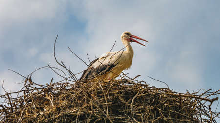 View of stork standing in the nest.の写真素材