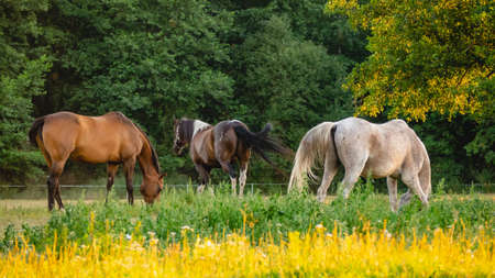 Horses grazing on summer meadow at sunset.の写真素材