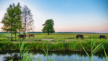 Horses grazing on summer meadow at sunset.の写真素材