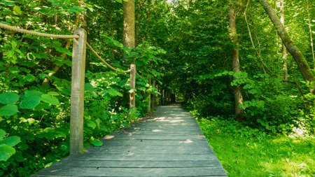 Footbridge "Bison`s ribs" (Å»ebra Å»ubra) in BiaÅowieÅ¼a Primeval Forest, Poland.の写真素材