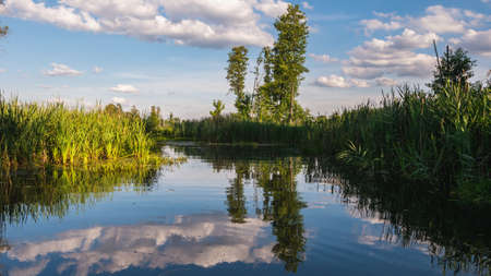 Valley of Narewka in Bialowieza, Polandの写真素材