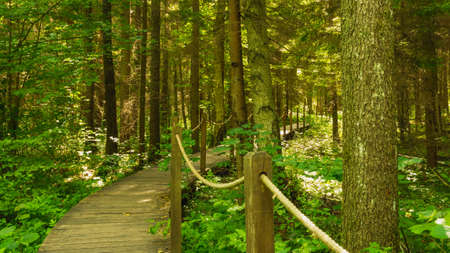 Footbridge "Bison`s ribs" (Å»ebra Å»ubra) in BiaÅowieÅ¼a Primeval Forest, Poland.の写真素材