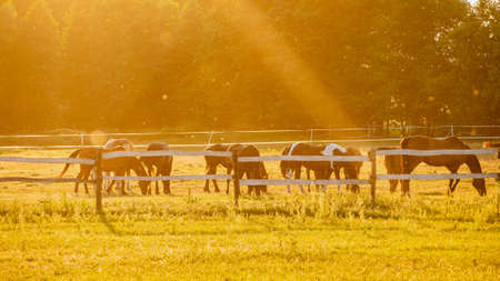 Horses grazing on summer meadow at sunset.の写真素材