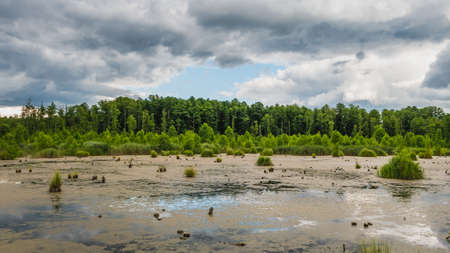 Swamp landscape, bushes, plants. SianorzÄdka swamps, Poland.の写真素材