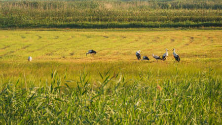 Storks on the green field. Polish idyllic village.