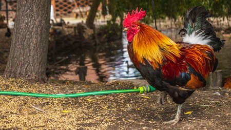 Rooster and chickens on a free range poultry farmの写真素材