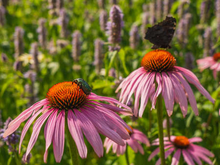 Pink flowers with butterfly.の写真素材