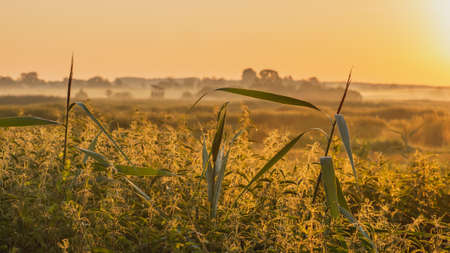 Narew National Park in Poland at sunrise. Stunning landscape with amazing mist over the Narew river. Narwianski National Parkの写真素材