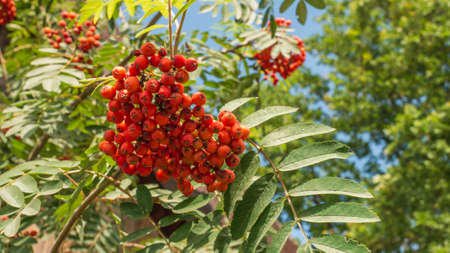 Brush with ripe berries of red mountain ash on a branch with oblong green leavesの写真素材