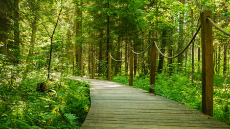 Footbridge "Bison`s ribs" (Å»ebra Å»ubra) in BiaÅowieÅ¼a Primeval Forest, Poland.の写真素材