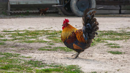 Rooster on a free range poultry farm.の写真素材