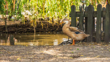 the duck is standing by the waterholeの写真素材
