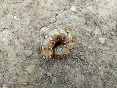 motley caterpillar curled up in a ring on the road