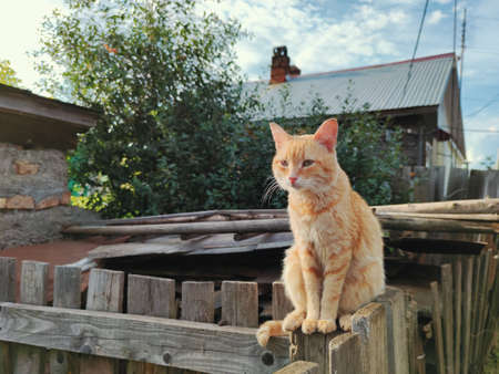 rustic ginger cat sits on a wooden fence