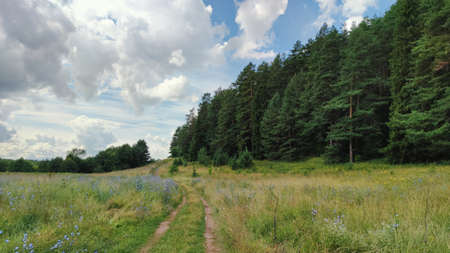 panoramic scene near green forest on blue sky background