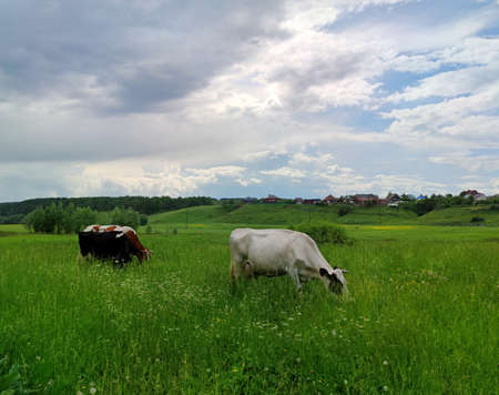 cows graze in a green meadow near the village against a beautiful blue sky with cloudsの写真素材