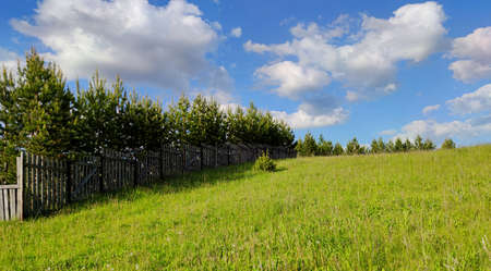 young pine trees fenced by a wooden fence on a hillside among green grass against a blue sky with...