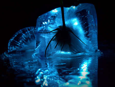abstract photo with ice pieces on a mirror surface and glowing in the darkの写真素材