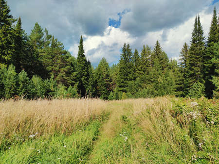 glade near the green pine forest against the blue cloudy skyの写真素材