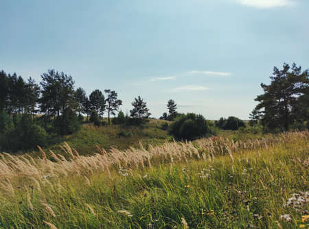sunny landscape in a field with trees against a blue sky