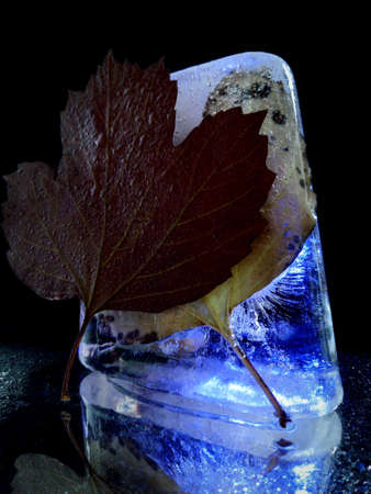 ice and leaves in creative and abstract photographyの写真素材