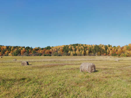 field with rolls of hay on a background of an autumn forest and blue sky on a sunny dayの写真素材