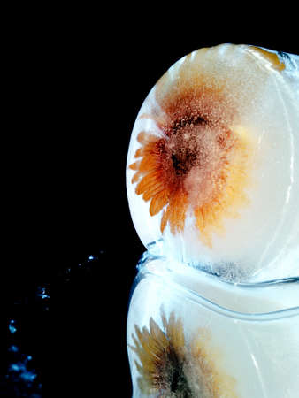 flower frozen in a piece of ice glows in the dark in creative photography