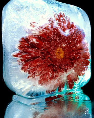 delicate flower frozen in ice as a symbol of winter and new year in creative macro photographyの写真素材