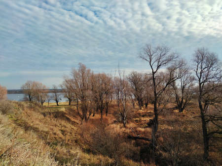 trees with fallen leaves near the river bank in a sunny autumn landscape against a blue sky with cloudsの写真素材