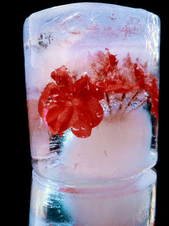 a beautiful flower frozen in a piece of ice resembles an unusual cocktail