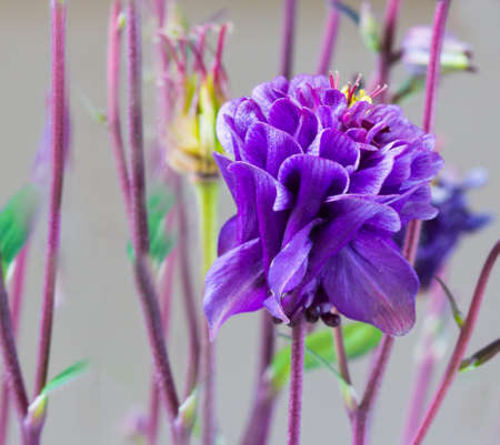 Side view of a charming double Columbine flowerの写真素材