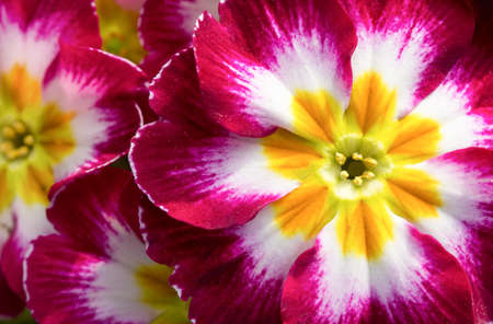 Closeup of Primula acaulisの写真素材