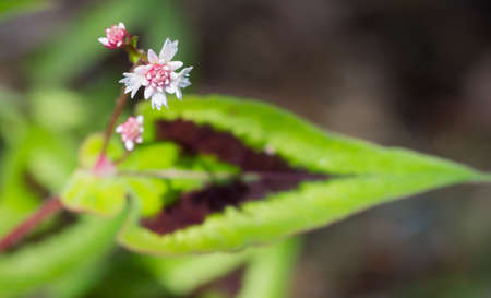 Tiny flowers of the Fleece Flower plant hover above the strikingly stiped leafの写真素材